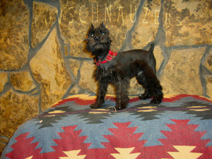 Midnite Dream male dob 11-10-09-1