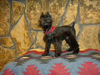 Midnite Dream male dob 11-10-09-1-th