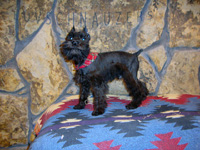 Midnite Dream male dob 11-10-09-2-th