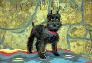 Midnite Dream male dob 11-10-09