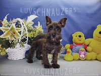 Midnite Lady male dob 12-8-09-1-th