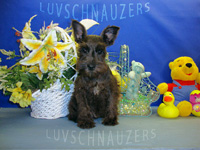 Midnite Lady male dob 12-8-09-2-th