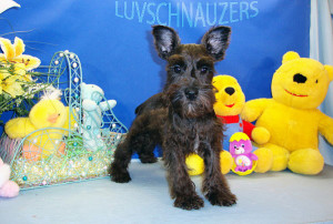 Midnite Lady male dob 12-8-09