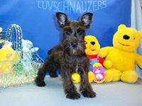 Midnite Lady male dob 12-8-09-th