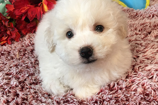 Bichon puppy from Luv Kennels