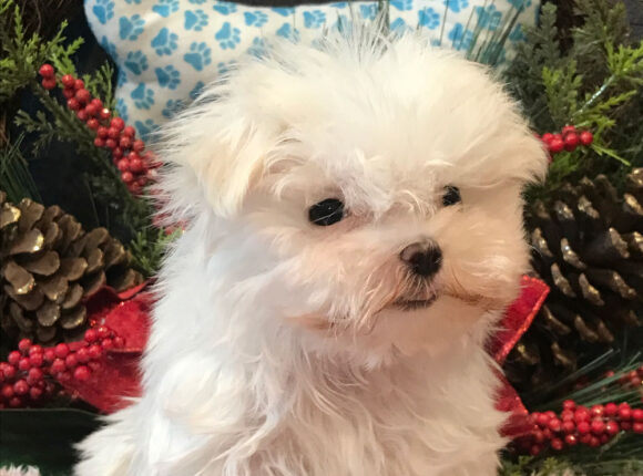 White Puppy Maltese