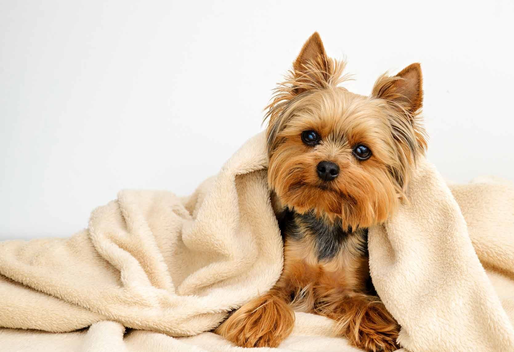 Yorkie puppy from Luv Kennels